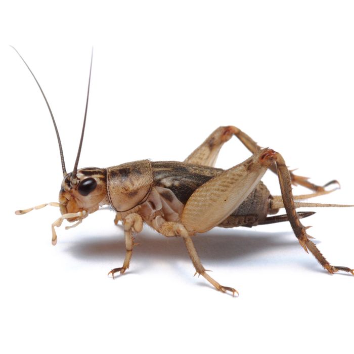 Brown House Crickets Small, 2nds (6mm)