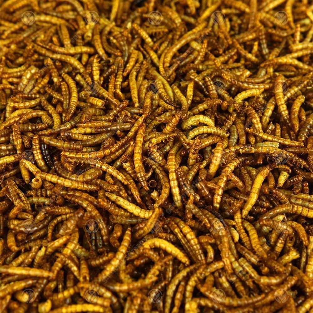 Dried Mealworm 100g