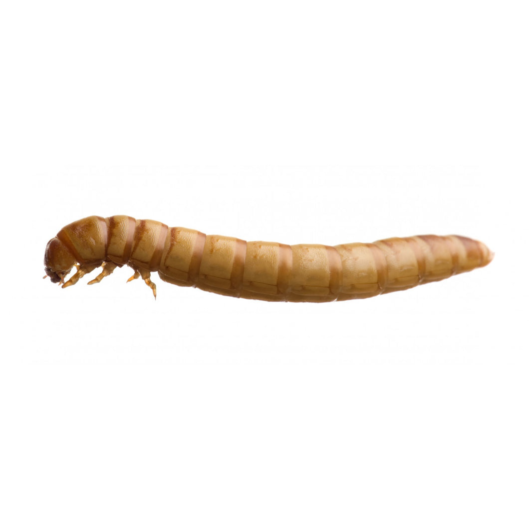 Mealworms (18-26mm)