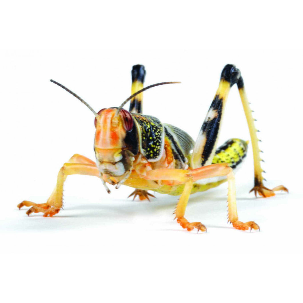 Medium Locust 3rds (18-24mm)